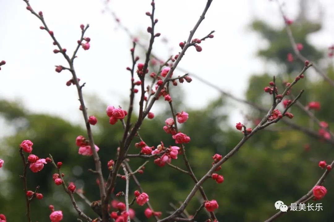 良辰“梅”景 暗香拂袖，长乐这座古城漫山梅花已如约而至......