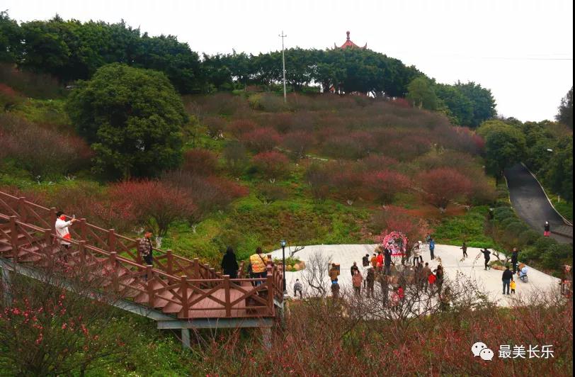 良辰“梅”景 暗香拂袖，长乐这座古城漫山梅花已如约而至......