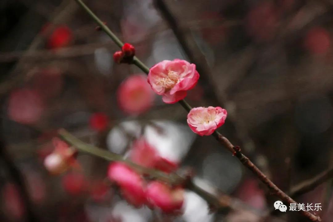 良辰“梅”景 暗香拂袖，长乐这座古城漫山梅花已如约而至......