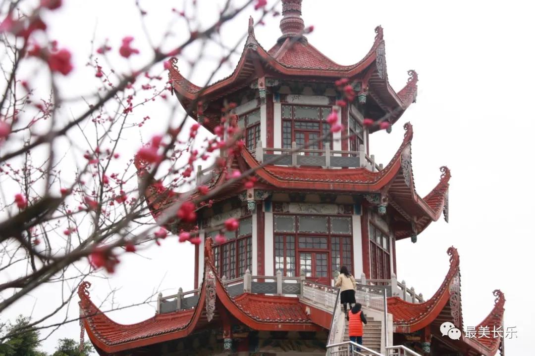 良辰“梅”景 暗香拂袖，长乐这座古城漫山梅花已如约而至......