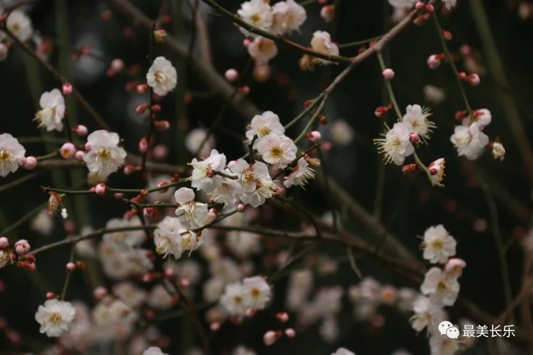 良辰“梅”景 暗香拂袖，长乐这座古城漫山梅花已如约而至......