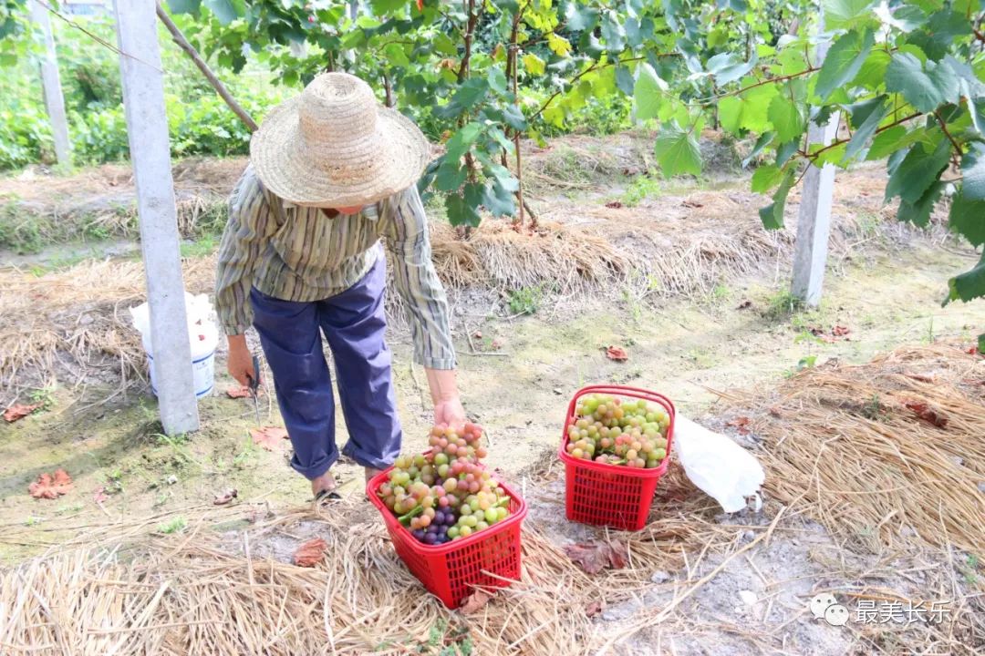 丰收缀满藤！这里的“金”葡萄甜蜜来袭！