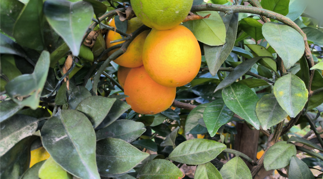 “橙”果喜人！快来湖里村！