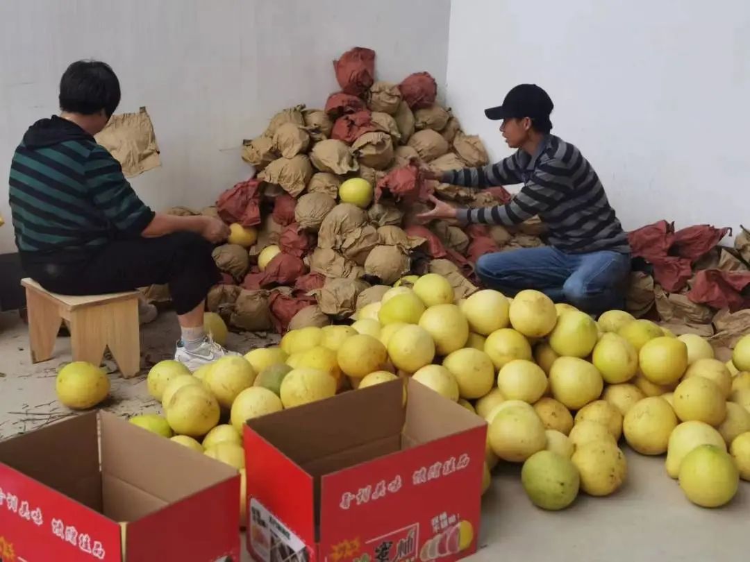 能分红！长乐这个村，牛！
