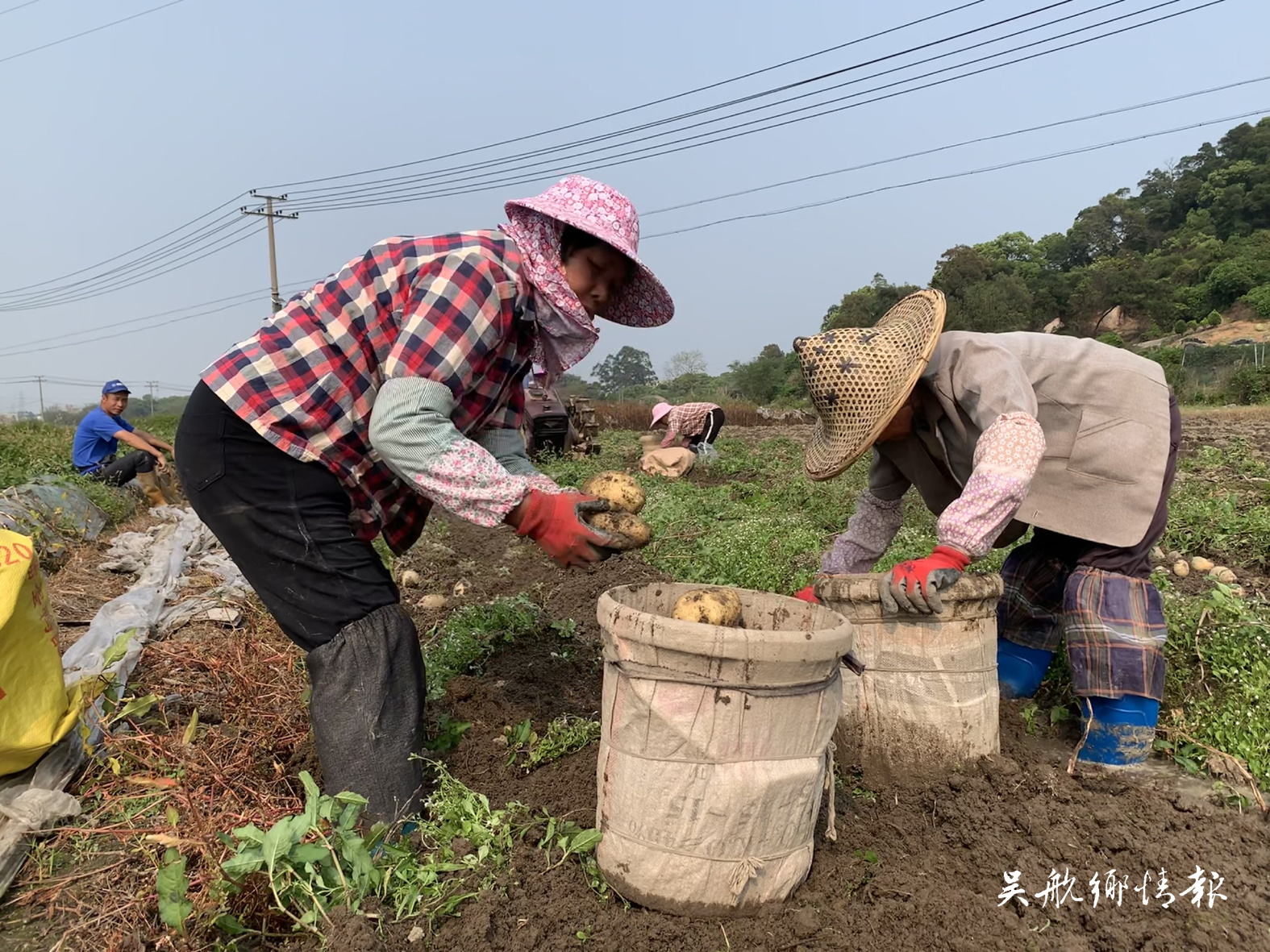 千亩马铃薯喜获丰收 田间一派好“丰”景