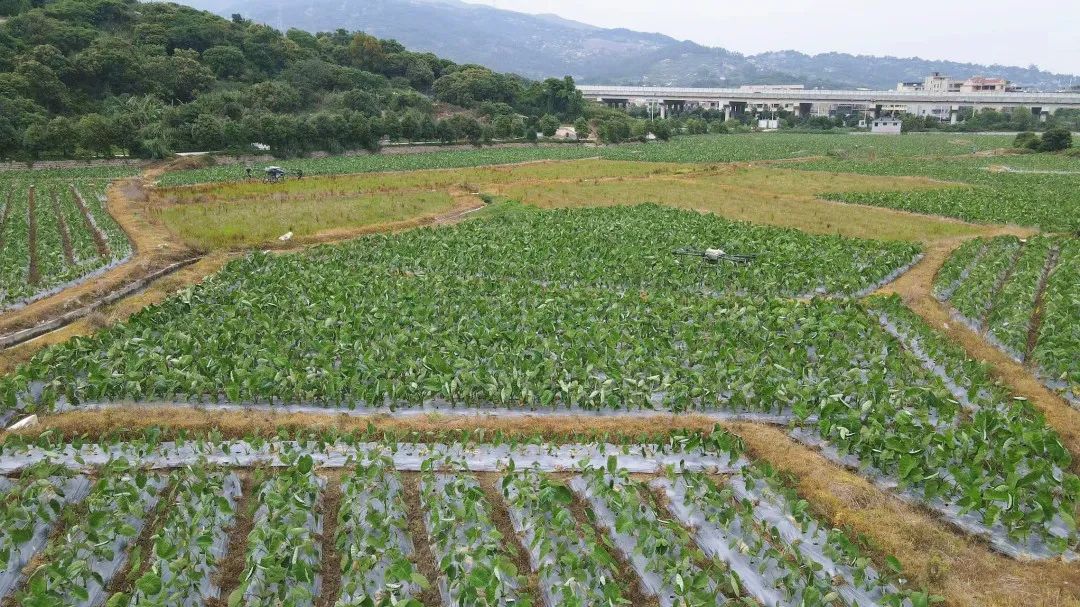 1个顶10个！田地这个“新帮手”，太酷啦！