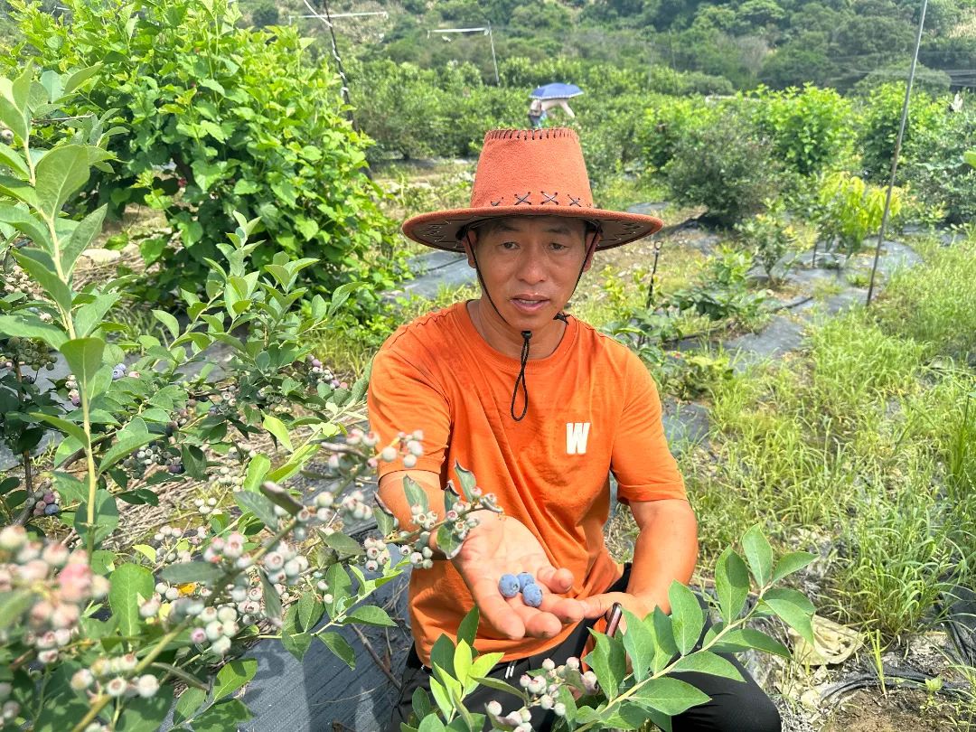 采摘走起！长乐这里大片“浆果皇后”丰收！