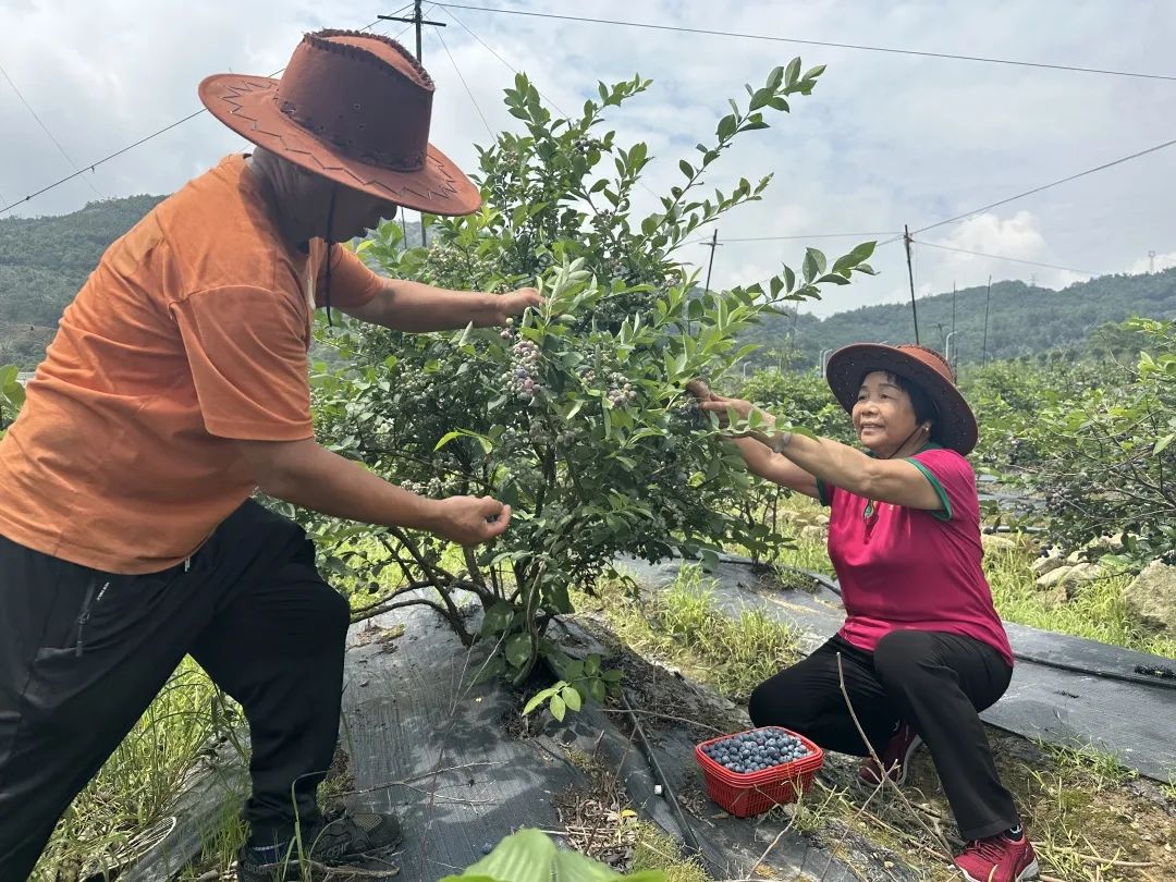 采摘走起！长乐这里大片“浆果皇后”丰收！