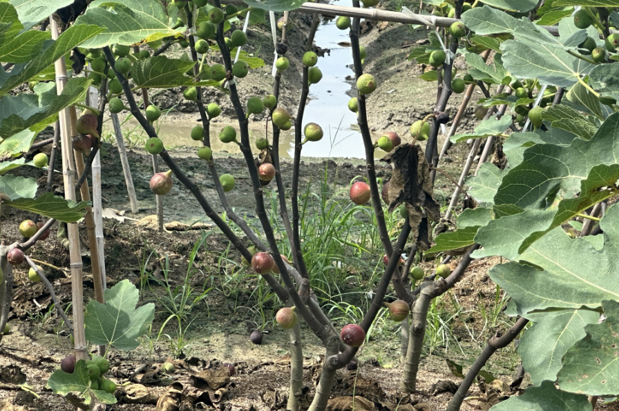 长乐这里的夏日“小笼包”已成熟，就等你来采摘啦！