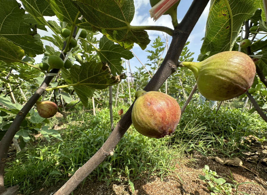 长乐这里的夏日“小笼包”已成熟，就等你来采摘啦！