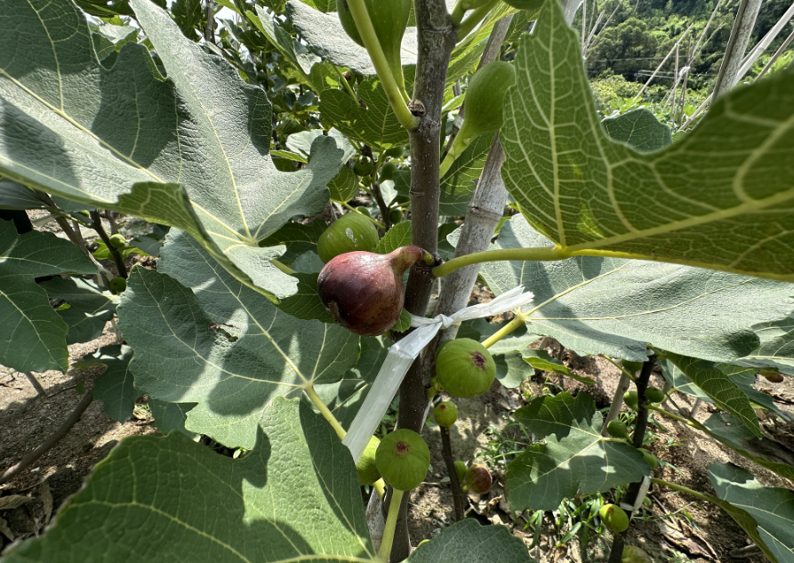 长乐这里的夏日“小笼包”已成熟，就等你来采摘啦！