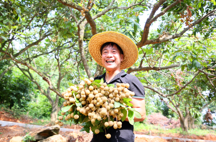 10万株！产量500万斤！长乐“黄金果”真甜！