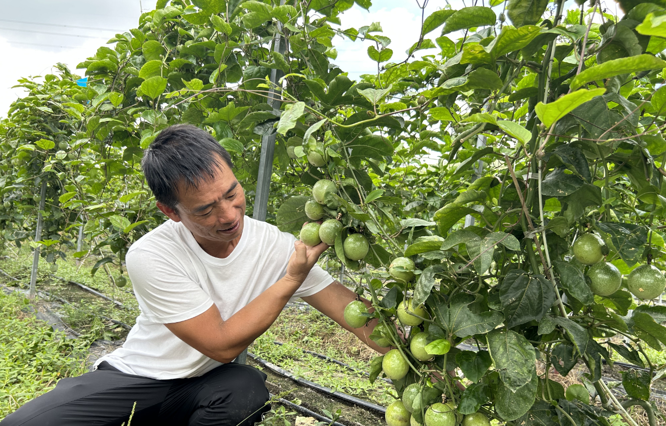 6万公斤！长乐这里的“黄金果”迎来采摘季！