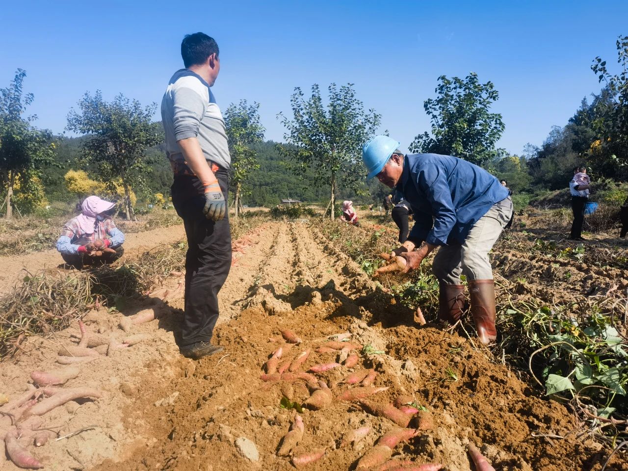 长乐“新农人”返乡六年，只为了“它”→