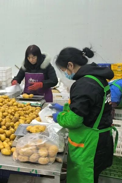 日供300吨！ 长乐菜“种得好更是卖得好”！