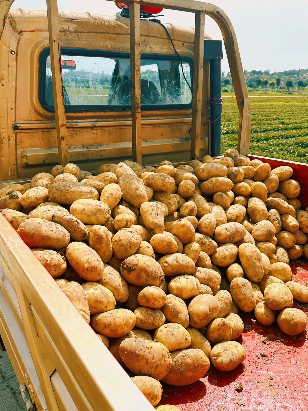 “薯”不胜收！长乐小“金豆”迎来丰收季！