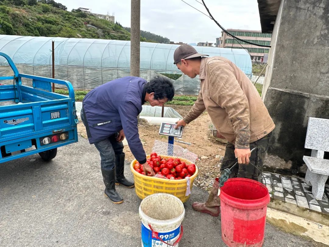 亩产万斤！抢鲜上“柿”！很多长乐人都爱吃…….