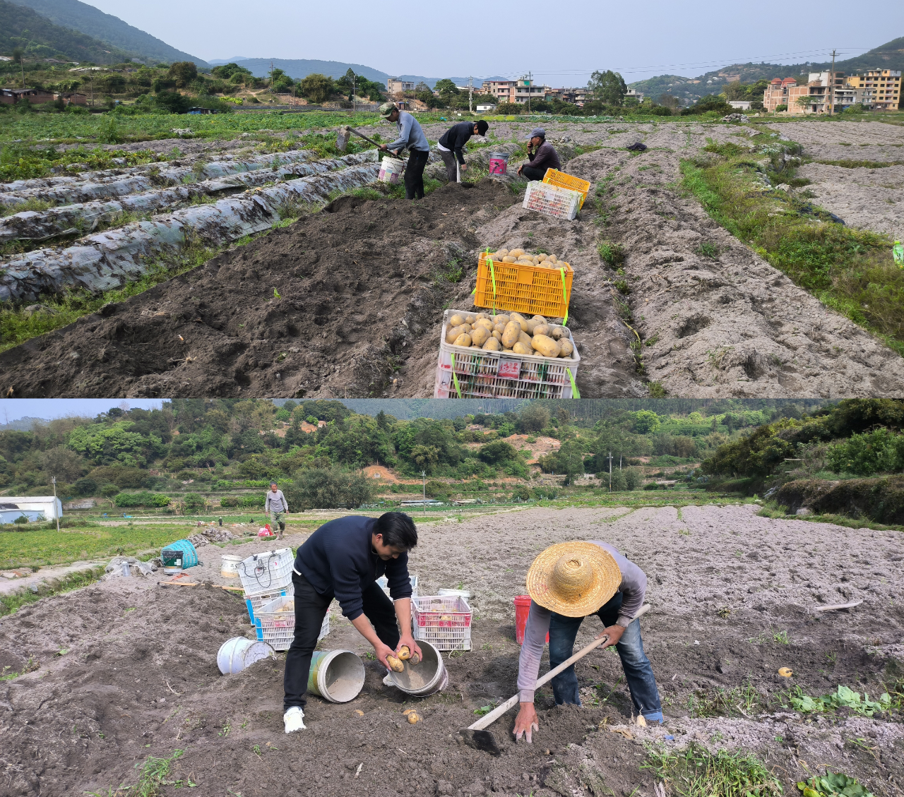 粉粉糯糯！出类拔萃的“砂地土豆”产自长乐！