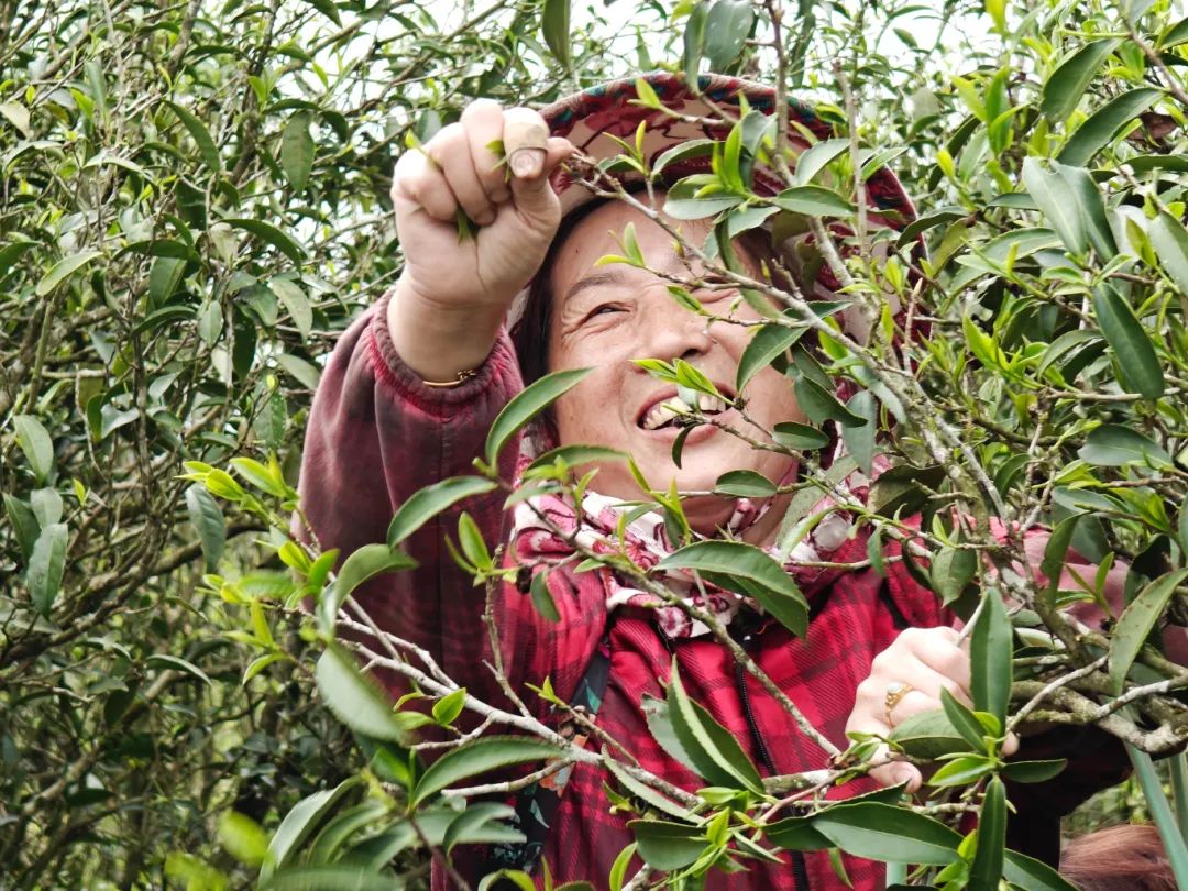 “长乐茶”来了！味甘纯净，香味绵长的它来自……