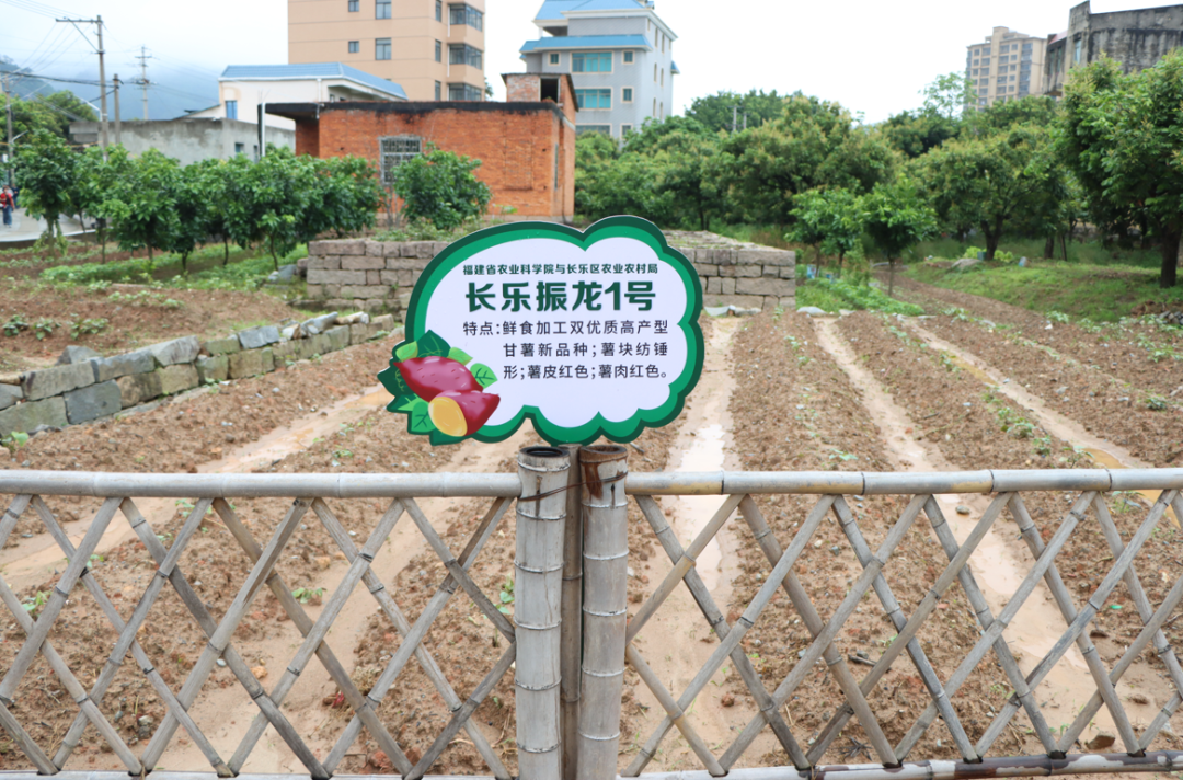 亩产可达6500斤！今年长乐种植面积达万亩!