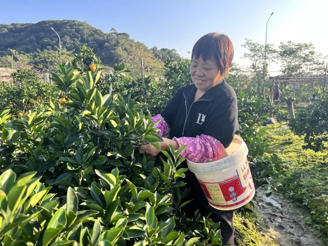 开摘！周末走起！长乐陈女士：去年尝过后念念不忘……