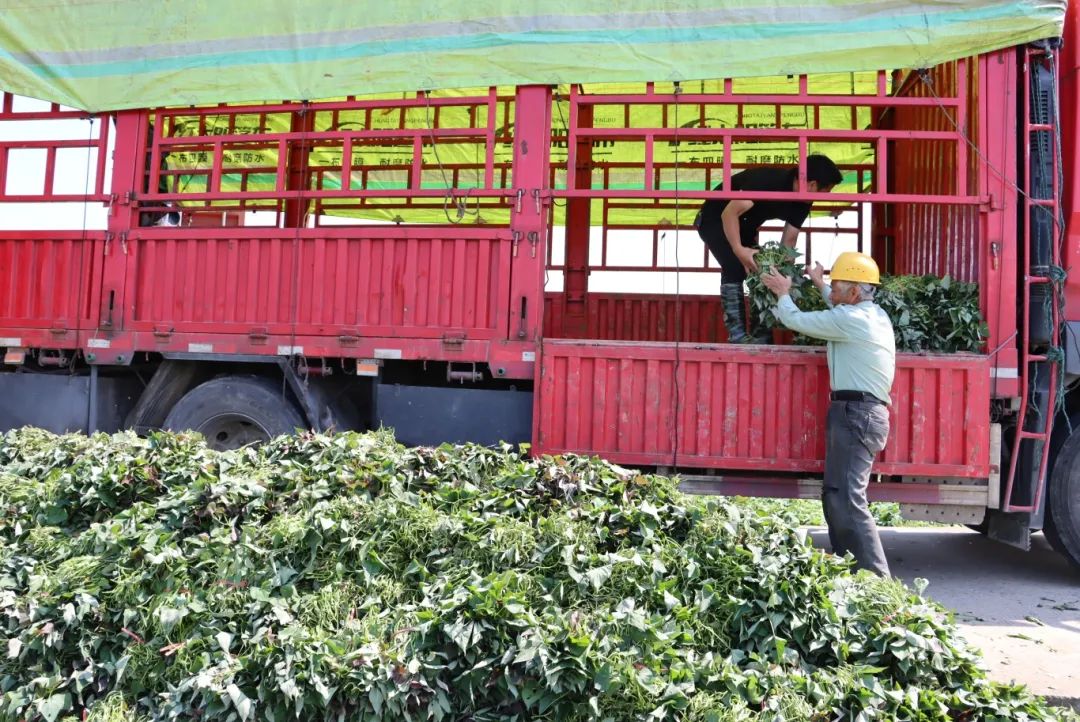 畅销江苏、山东、江西、广东……长乐这里日发超50万株→
