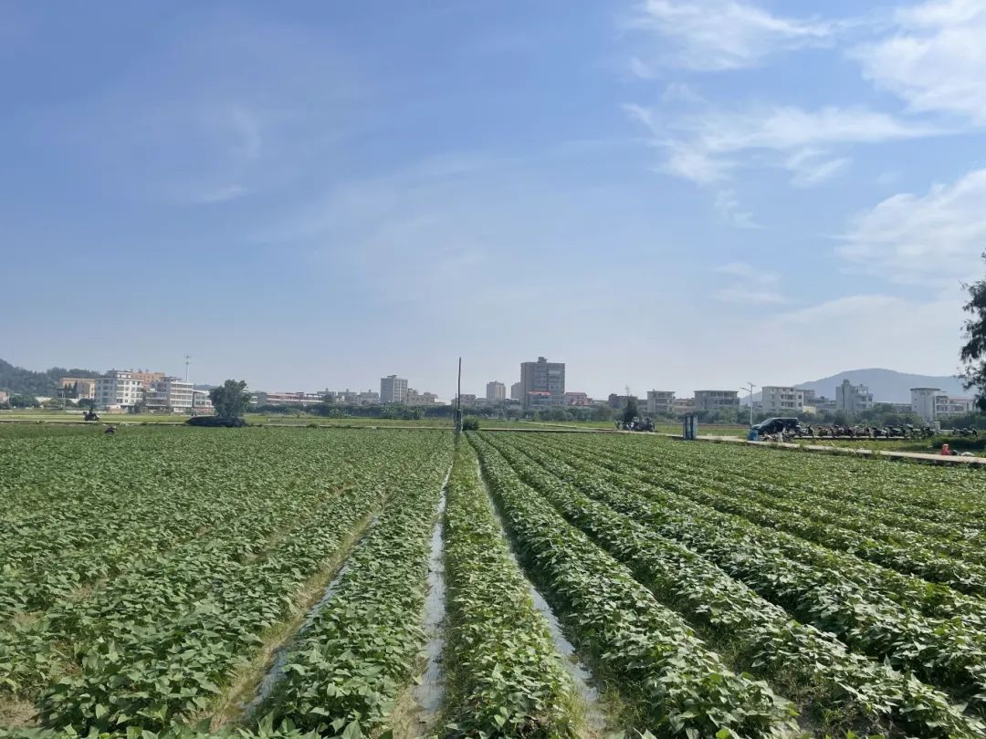 畅销江苏、山东、江西、广东……长乐这里日发超50万株→
