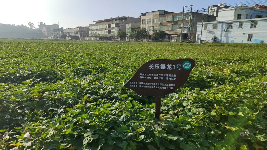 畅销江苏、山东、江西、广东……长乐这里日发超50万株→