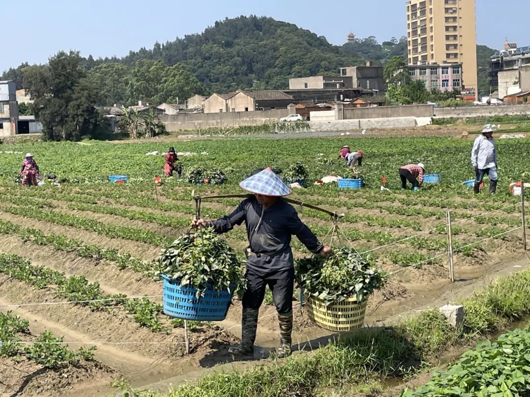 畅销江苏、山东、江西、广东……长乐这里日发超50万株→