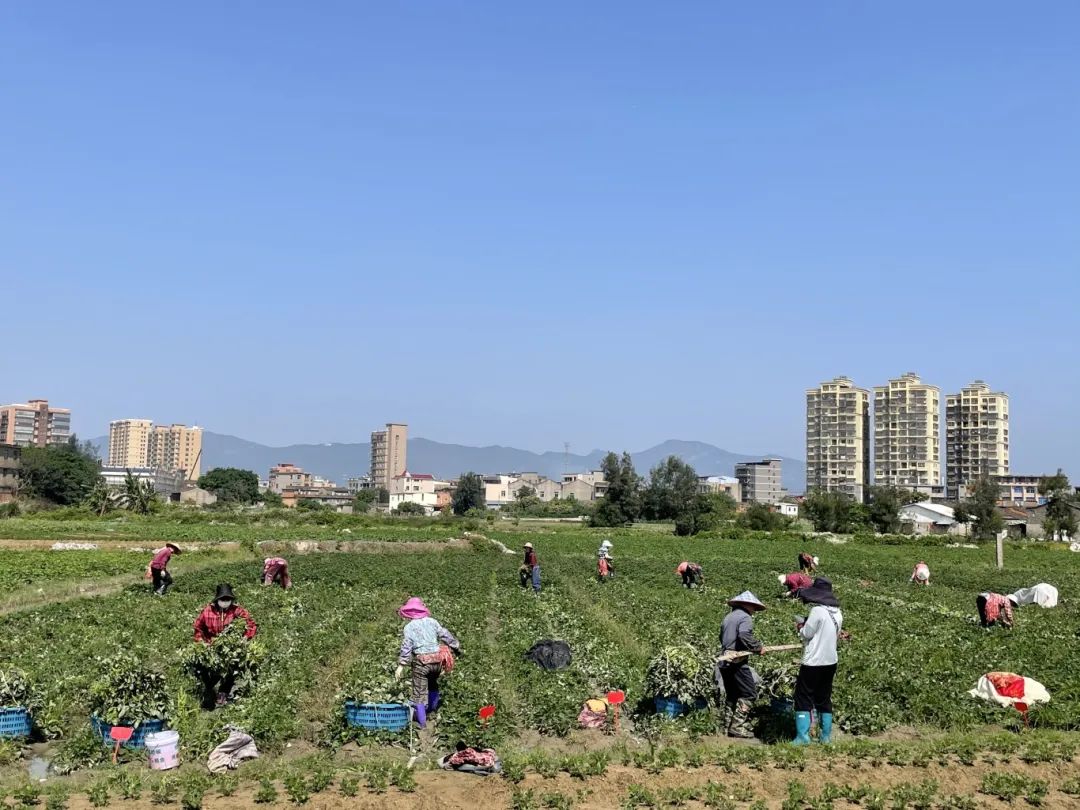 畅销江苏、山东、江西、广东……长乐这里日发超50万株→
