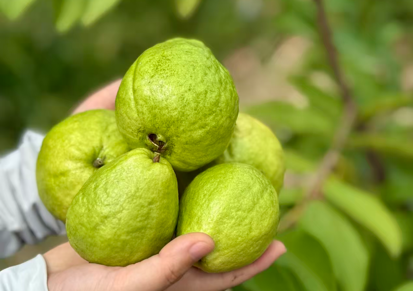 一口清甜！福州新区（长乐区）这里丰收啦！