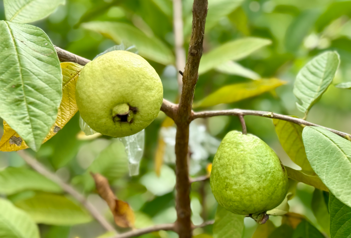 一口清甜！福州新区（长乐区）这里丰收啦！