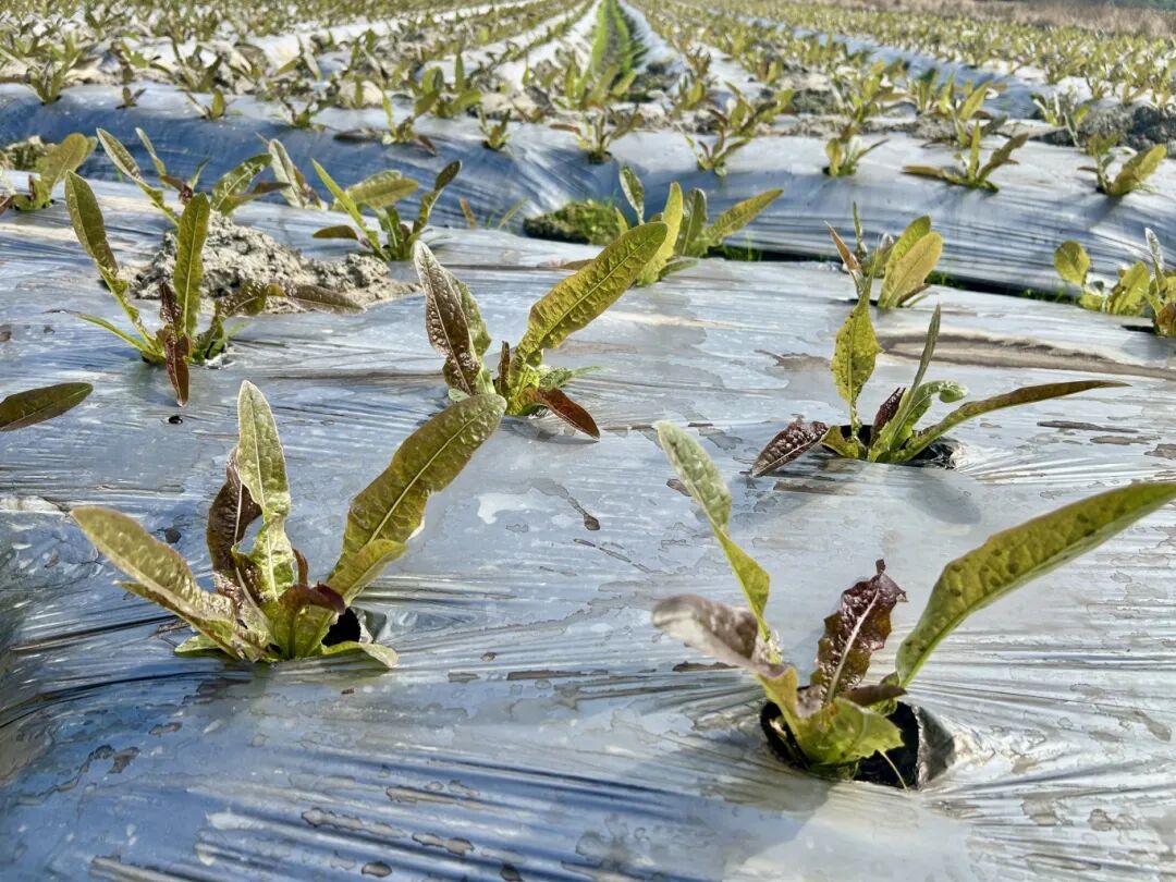 江田镇莴笋火到上海、江苏！