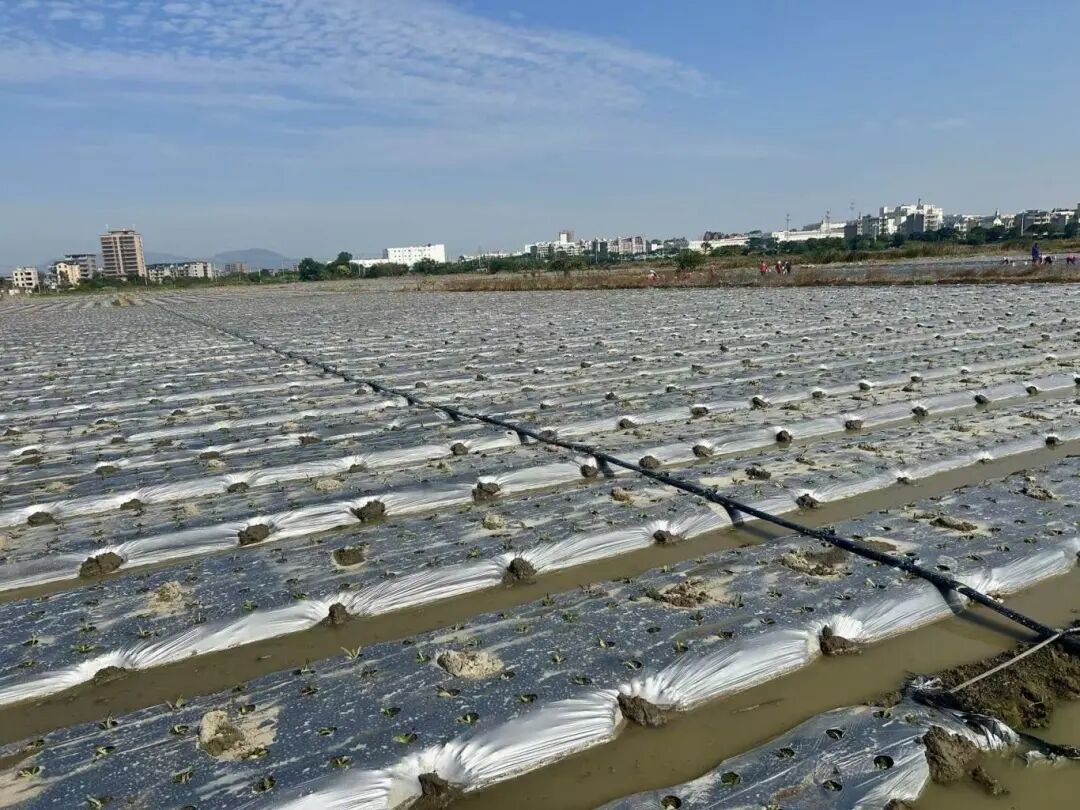 江田镇莴笋火到上海、江苏！