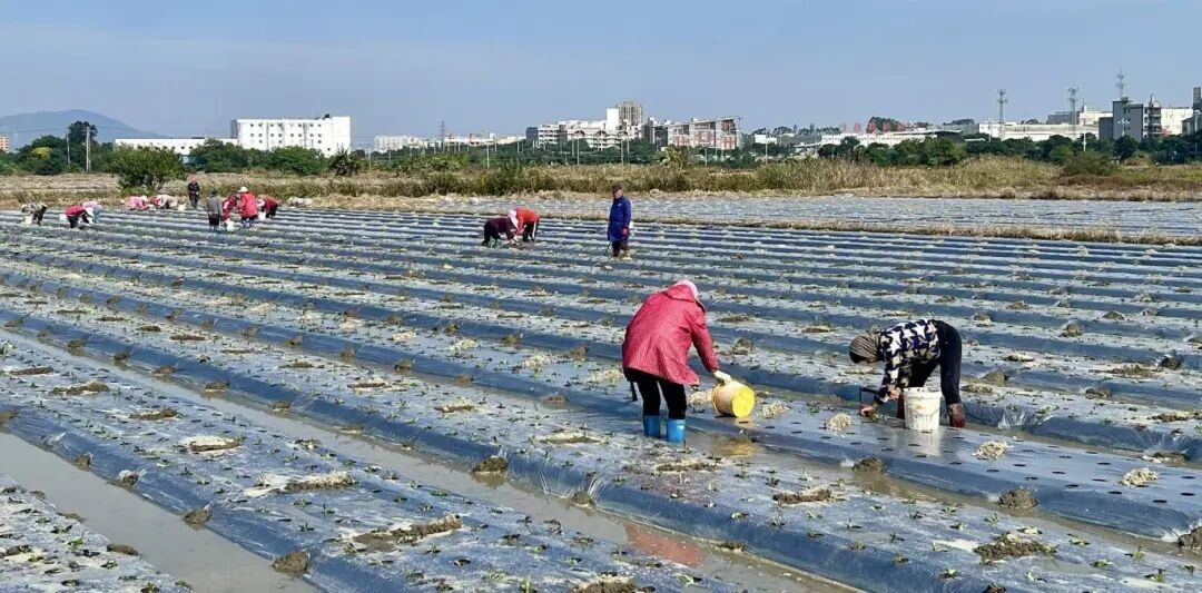 江田镇莴笋火到上海、江苏！