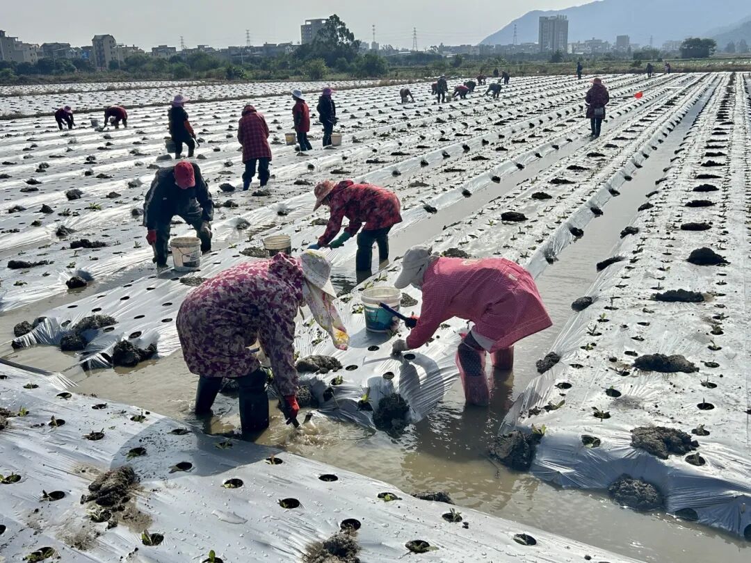 江田镇莴笋火到上海、江苏！