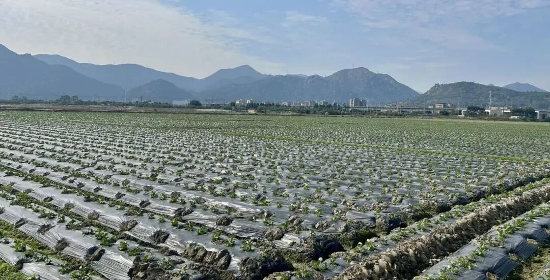 江田镇莴笋火到上海、江苏！