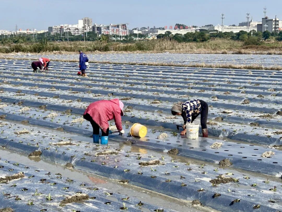 江田镇莴笋火到上海、江苏！