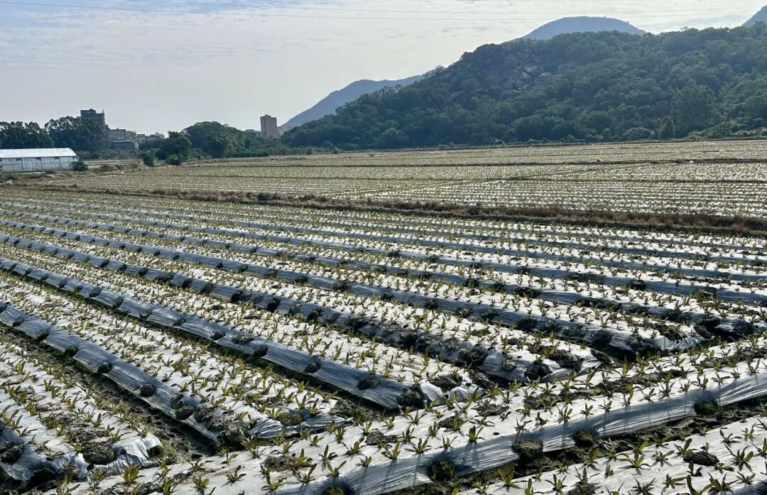 江田镇莴笋火到上海、江苏！