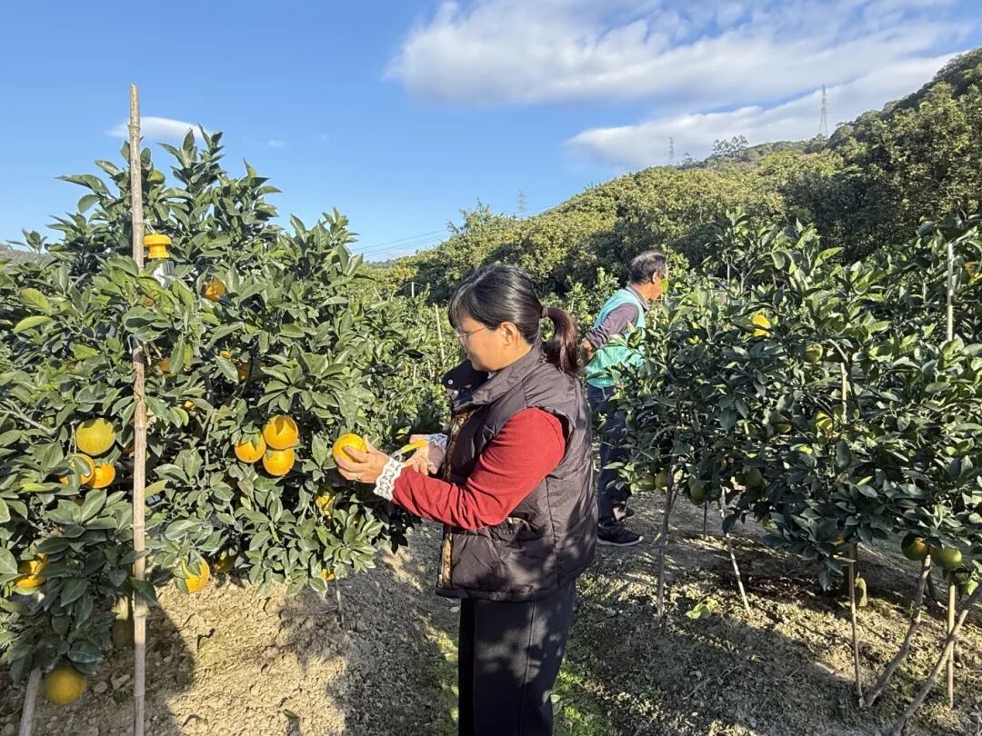 “橙果喜人”！“铁粉”直呼：每年买不停