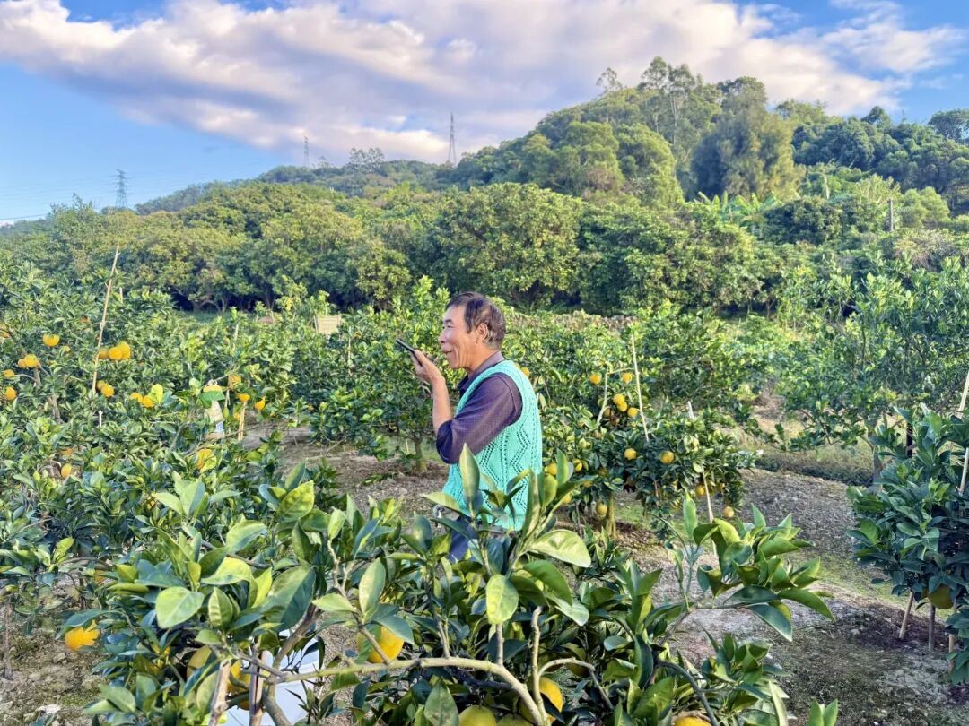 “橙果喜人”！“铁粉”直呼：每年买不停