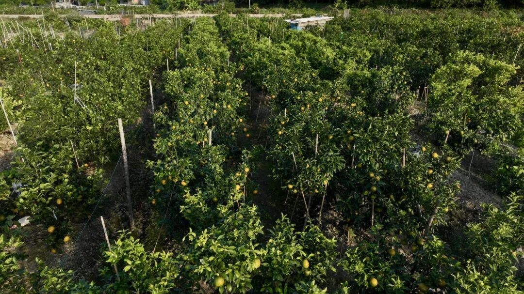 “橙果喜人”！“铁粉”直呼：每年买不停