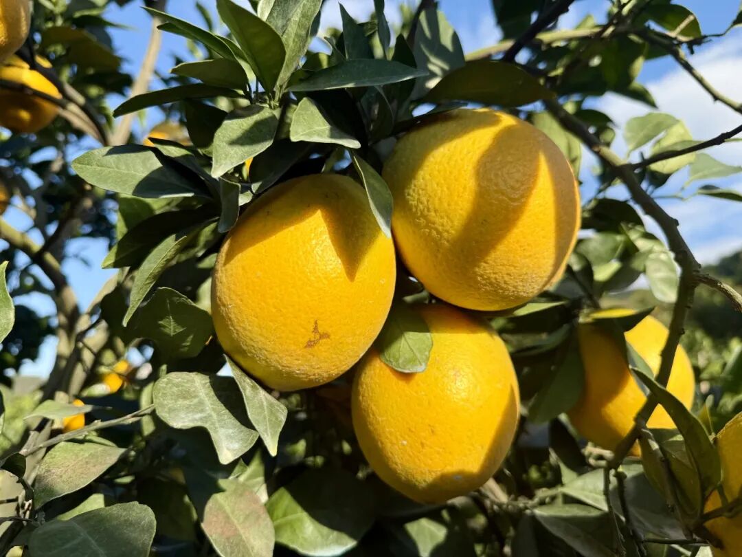 “橙果喜人”！“铁粉”直呼：每年买不停