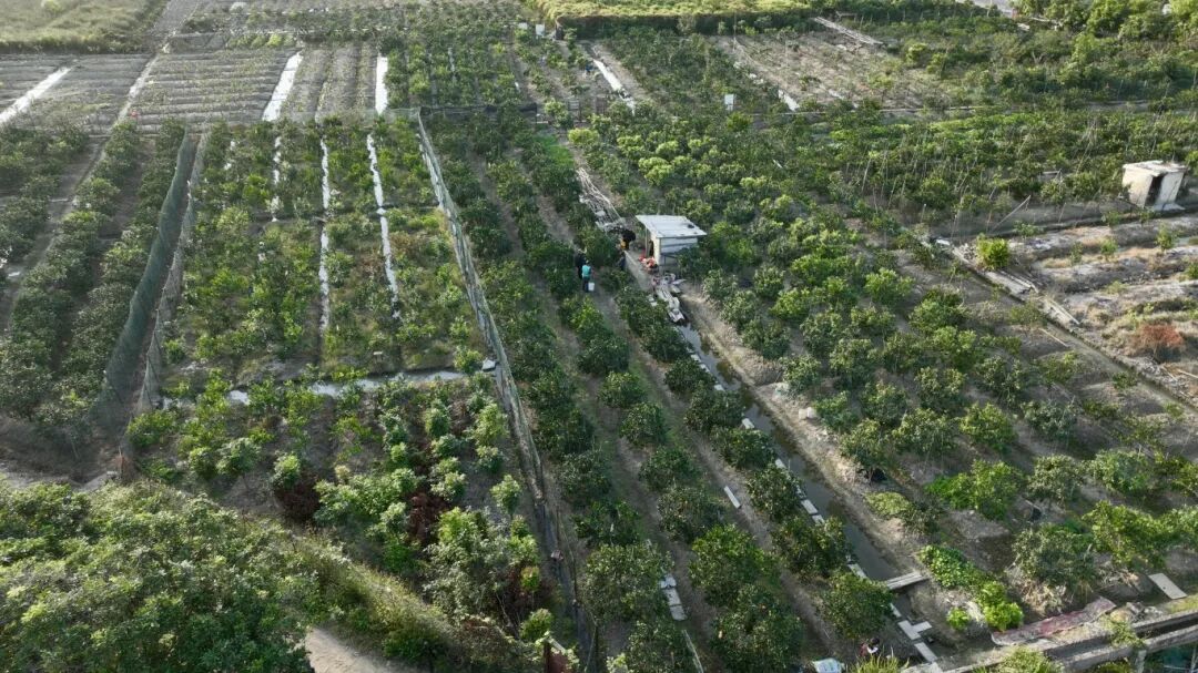 “橙果喜人”！“铁粉”直呼：每年买不停