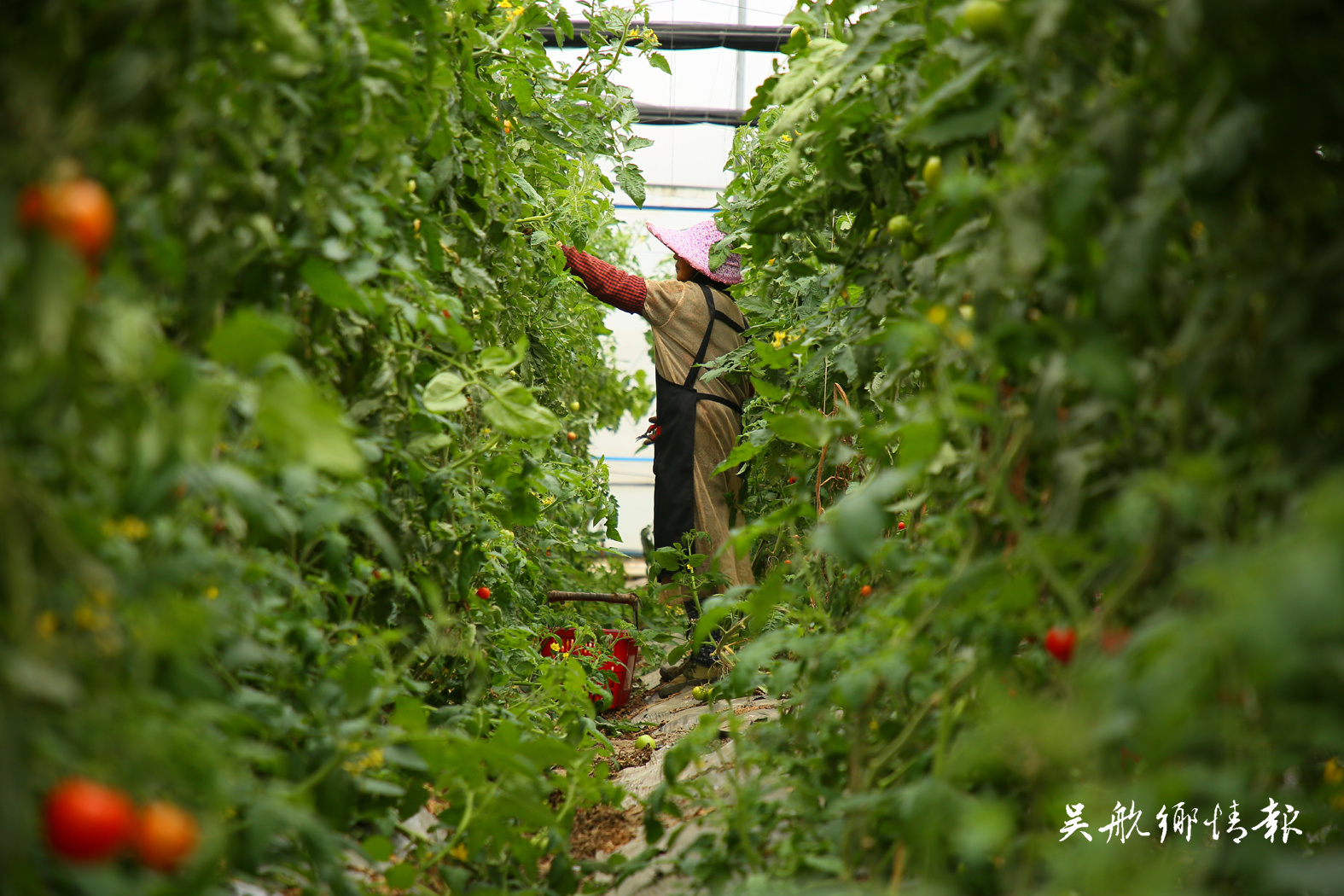 鹤上镇：智慧农业结出振兴致富果