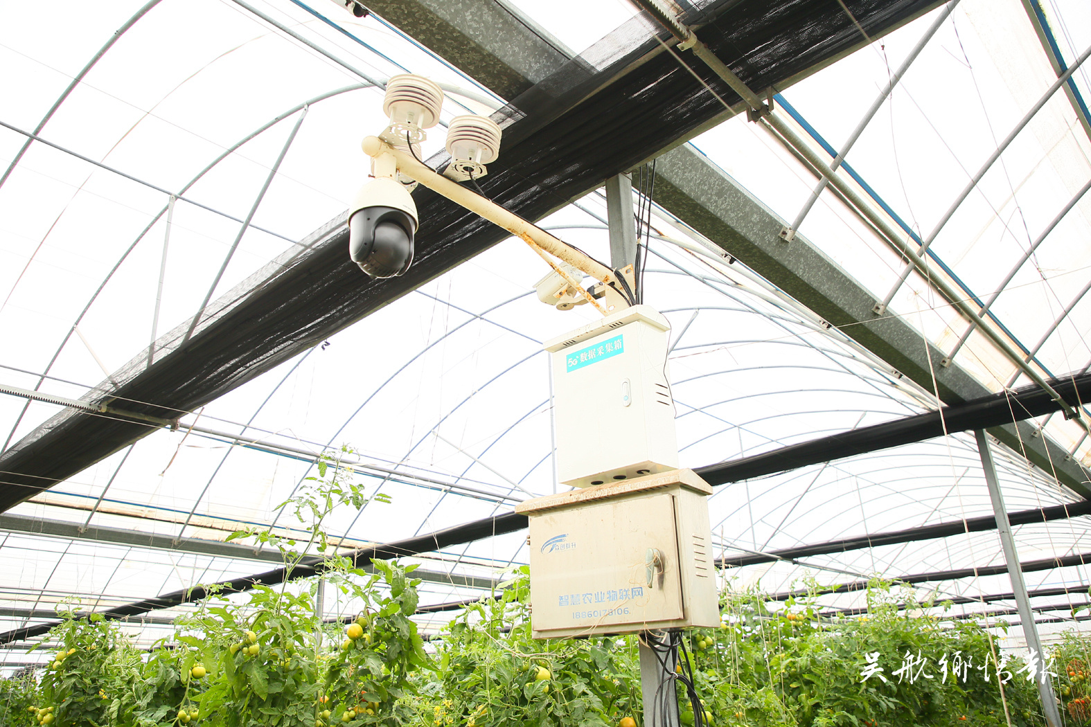 鹤上镇：智慧农业结出振兴致富果