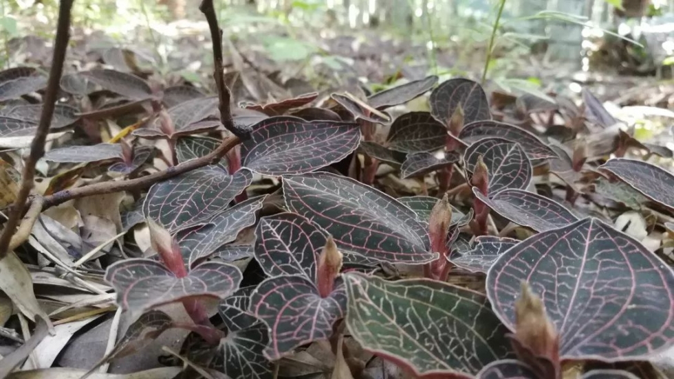 每人每年增收万元！永泰这片林地里藏着“聚宝盆”