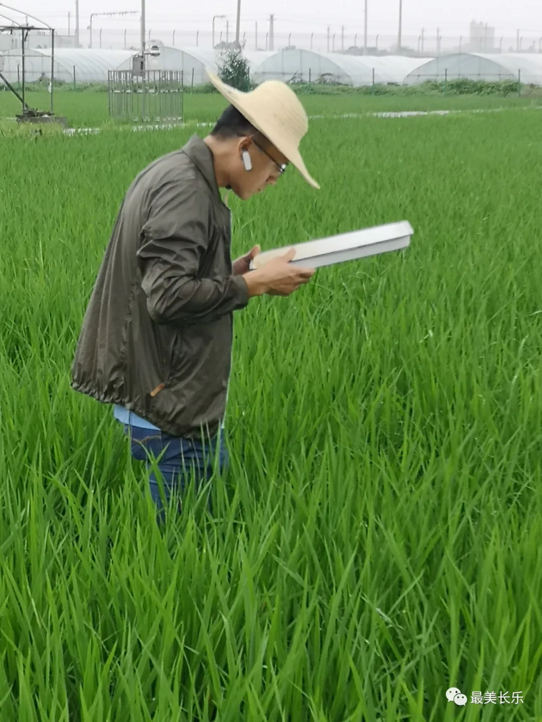 @农民朋友，当前要注意防治水稻病虫害！