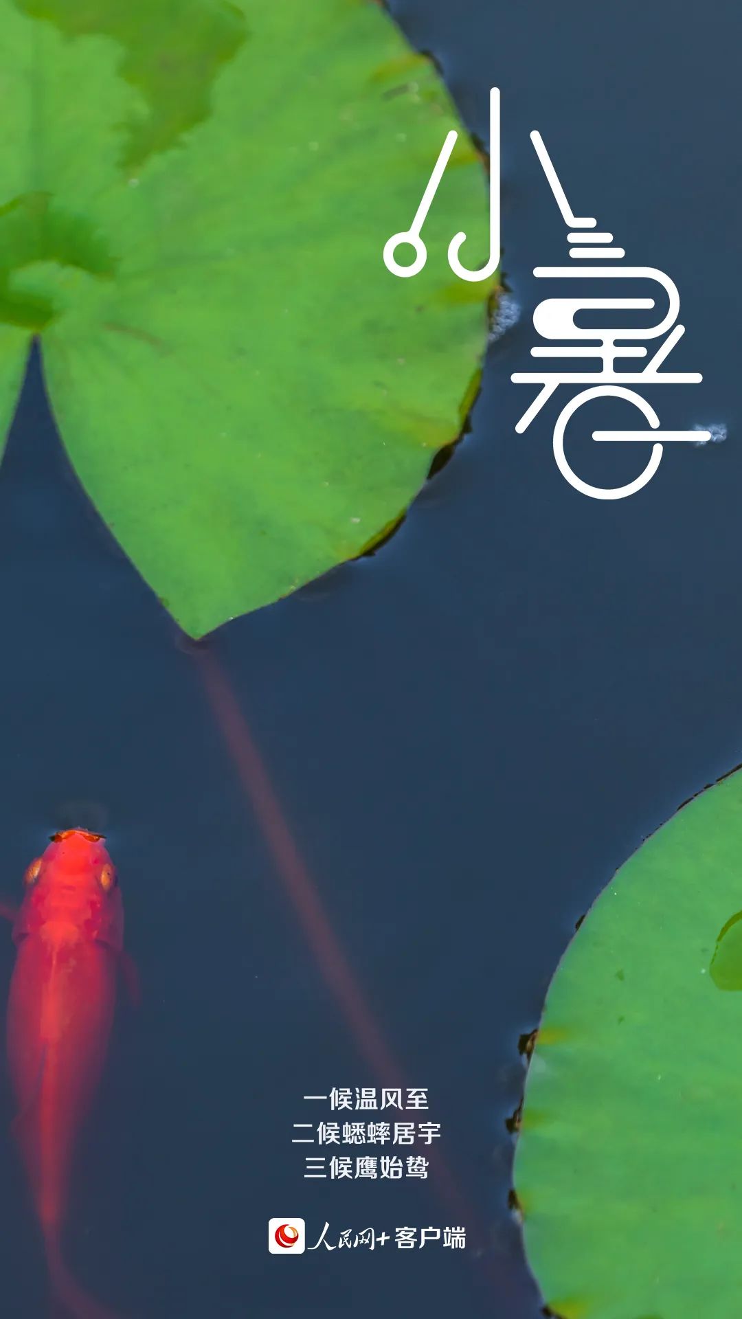 【网络中国节•小暑】今日小暑