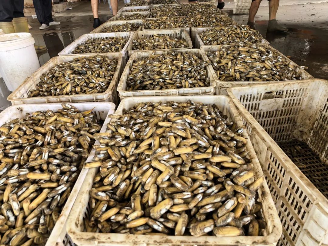 梅花蛏，正当时！